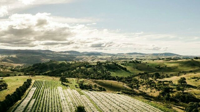 Surveyors Hill Vineyard Ariel Shot