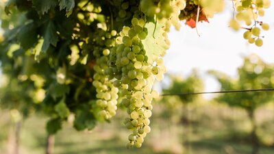 Vermentino Grapes