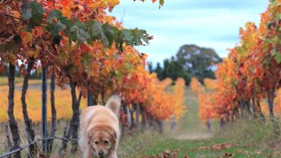 Mac in Autumn