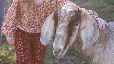 Patting goat on a farm tour