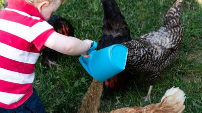 Feeding chickens on a farm tour