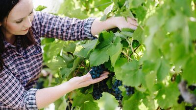 Stephanie examining grapes in the vineyard