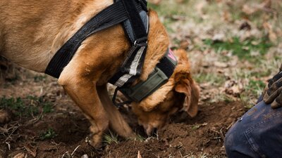 Truffle Hunt