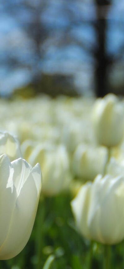 Tulips at Floriade