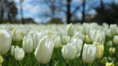 Tulips at Floriade