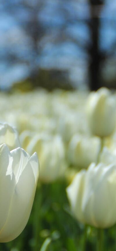 Floriade Tulips at Floriade