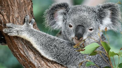 CGT Wildlife Tour - Koala