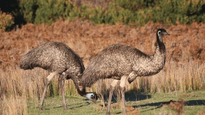 CGT Wildlife Tour - Emus