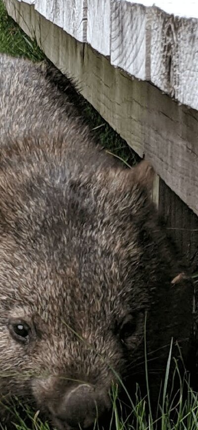 CGT Wildlife Tour - wombat