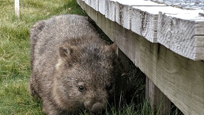 CGT Wildlife Tour - wombat