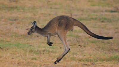 CGT Wildlife Tour - Kangaroo hopping