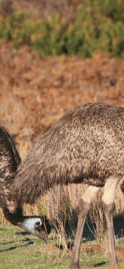 CGT Wildlife Tour - Emus