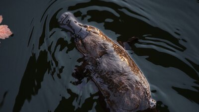 CGT Wildlife Tour - Platypus