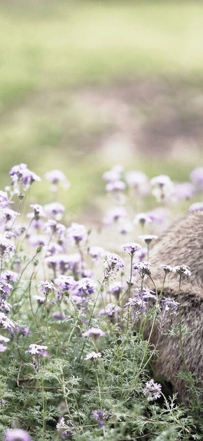 CGT Wildlife Tour - Wallaby