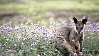 CGT Wildlife Tour - Wallaby