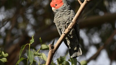 CGT Wildlife Tour - Gang gang Cockatoo