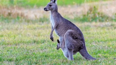 CGT Wildlife Tour - Kangaroo & joey