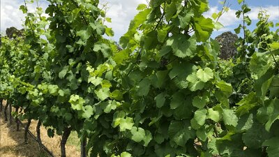 CGT Wine Tour - green vines