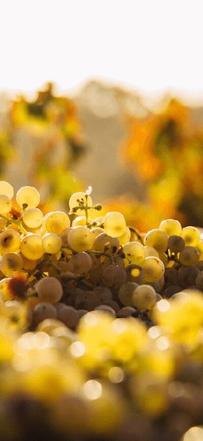 CGT Wine Tour - Grapes