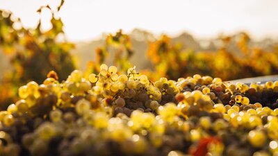 CGT Wine Tour - Grapes