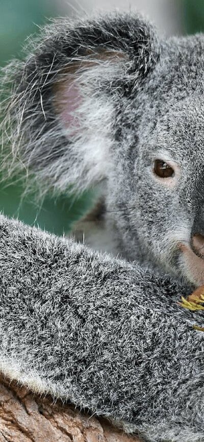 CGT Wildlife Tour - Koala