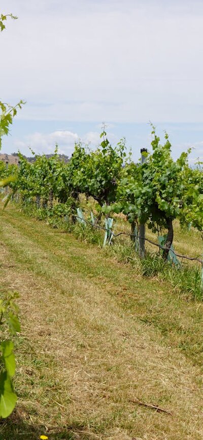 Winery vines
