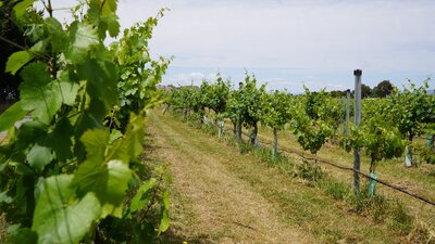 Winery vines