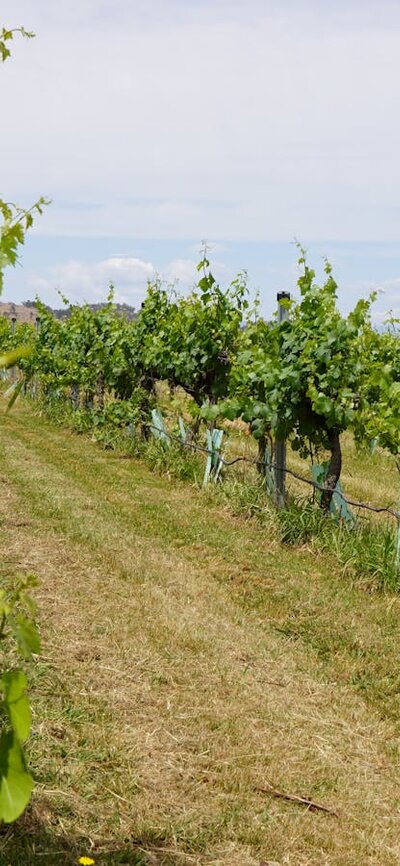 Canberra Vineyard - Canberra Sights and Wineries Tour Canberra Winery Tour Canberra Sights and Wineries Tour Canberra Sightseeing Tour Canberra Vineyard