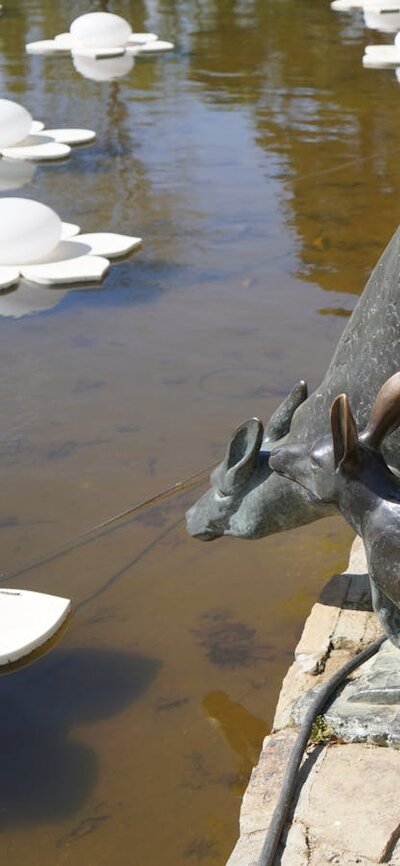 Canberra Sightseeing Tour Bronze Kangaroos Commonwealth Park Canberra