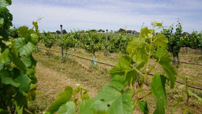 Canberra Winery Tour Canberra vineyard tours