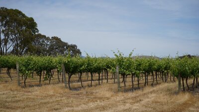 Canberra winery