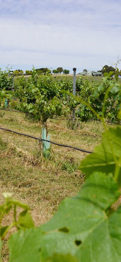 Canberra Winery Tour Canberra vineyard tours