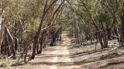 Trail with dicernible tyre tracks through eucalypt woodland