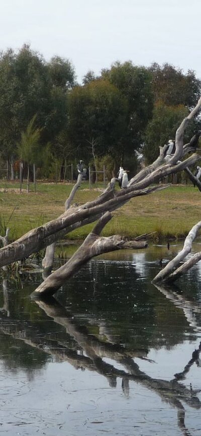 Large bird sitting on a tree in a waterway