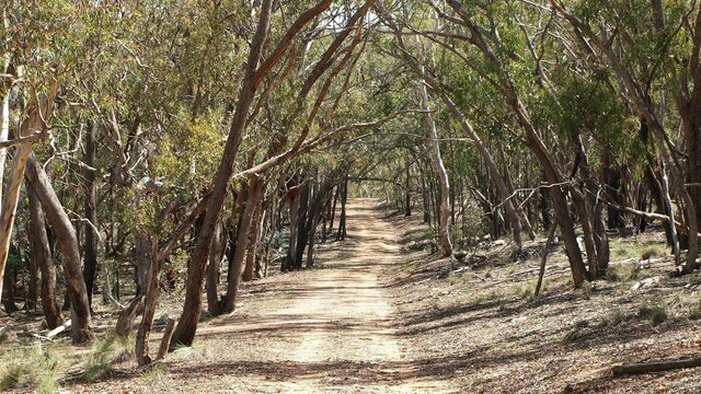 The heritage-listed Old Coach Road lies within Mulligans Flat Sanctuary and goes to Bungendore Trail with dicernible tyre tracks through eucalypt woodland