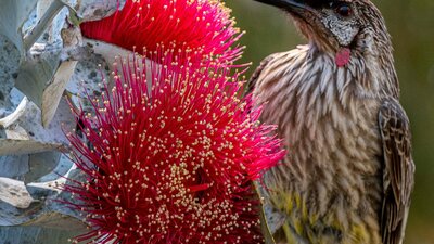 Macrocarpa eucalypt and wattle bird