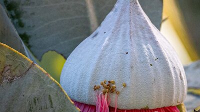 Macrocarpa bud