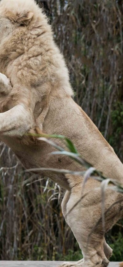 Two lions playing at the National Zoo & Aquarium