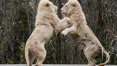 Two lions playing at the National Zoo & Aquarium