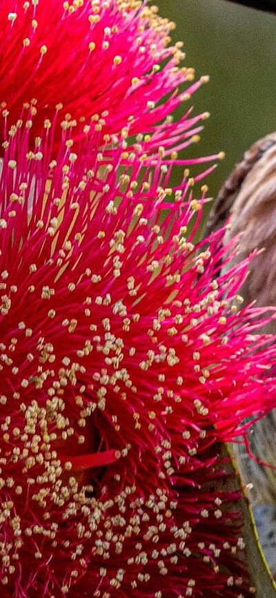 Macrocarpa eucalypt and wattle bird