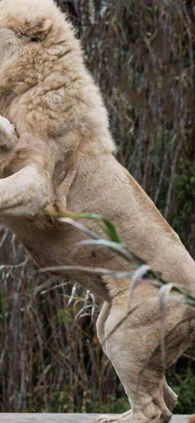 Two lions playing at the National Zoo & Aquarium