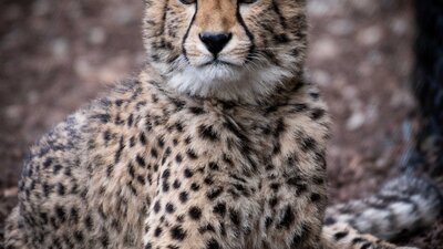 Solo Cheetah