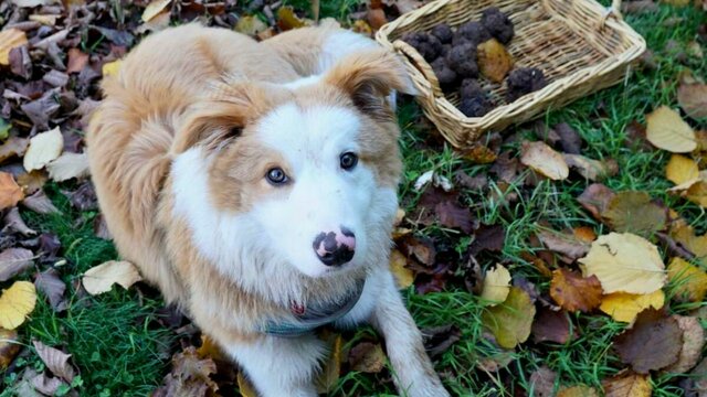 Largo truffle dog Largo truffle dog