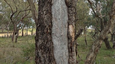 Scar tree Scar tree