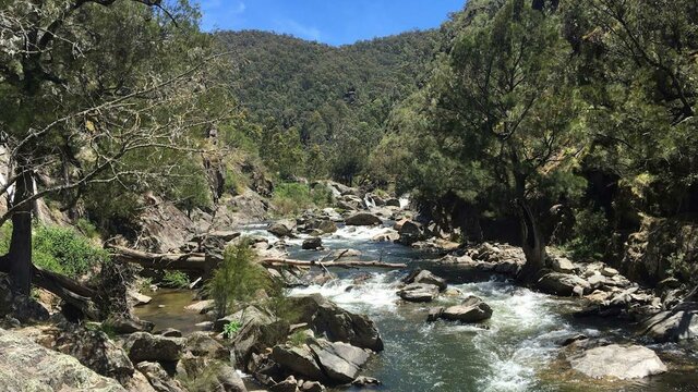 Flea Creek Flea Creek