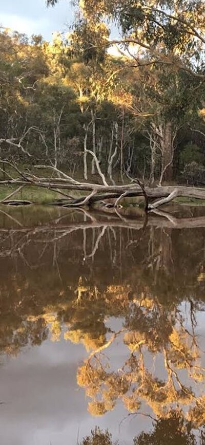 View of a small lake reflecting the surrounding trees