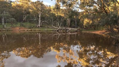 View of a small lake reflecting the surrounding trees