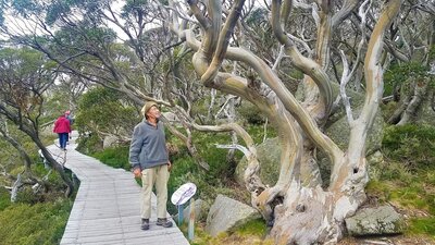 man on boardwalk looking at snowgum