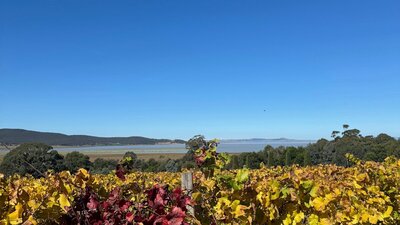 Beautiful vineyard and outlook over Lake George at Lerida wines