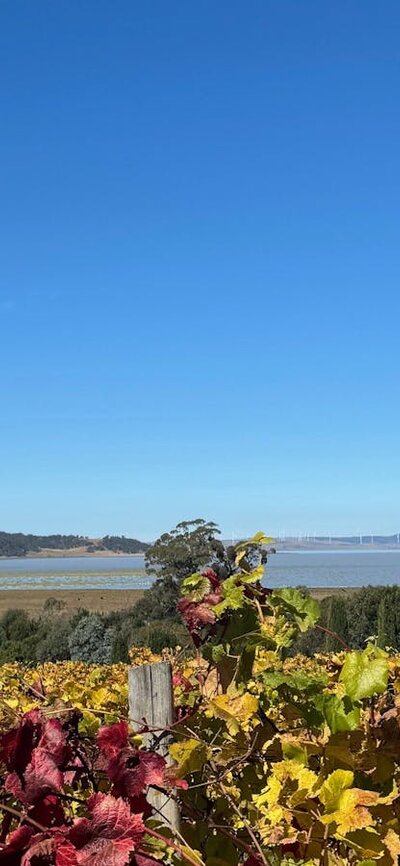 Autumn vines Beautiful vineyard and outlook over Lake George at Lerida wines